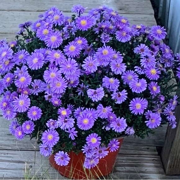 Meet your Posher, Vicky - Picture 1 of 2